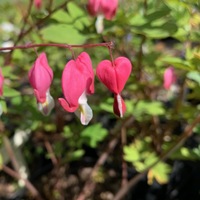 Lamprocapnos spectabilis 